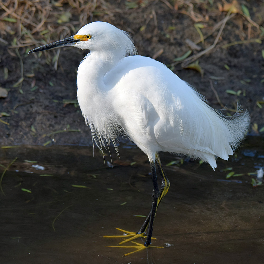 Egret4.jpg