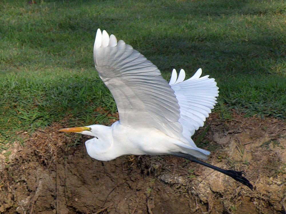 Egret4.jpg