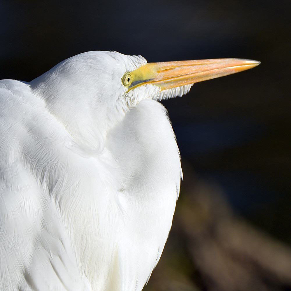 Egret4.jpg