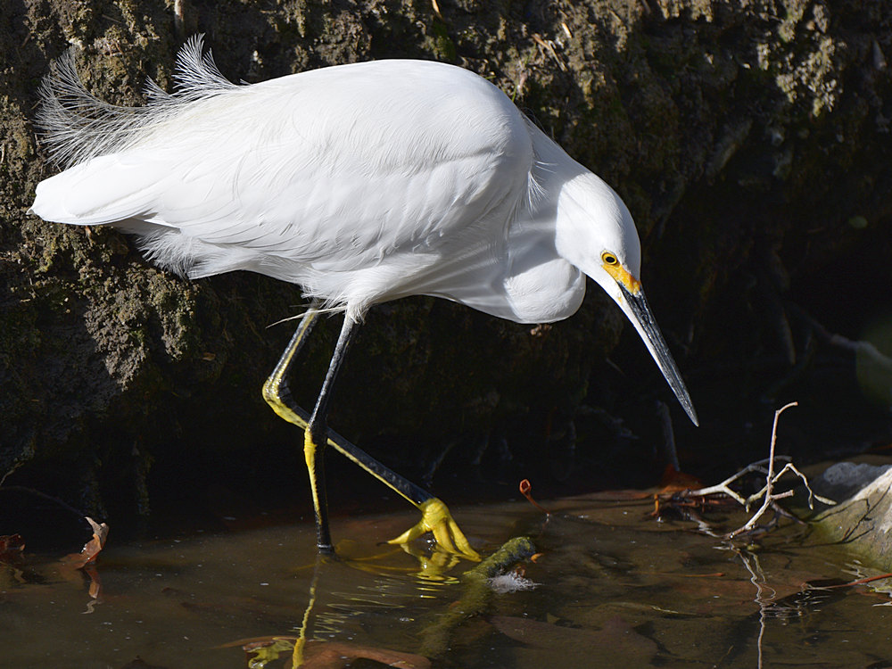 Egret4.jpg