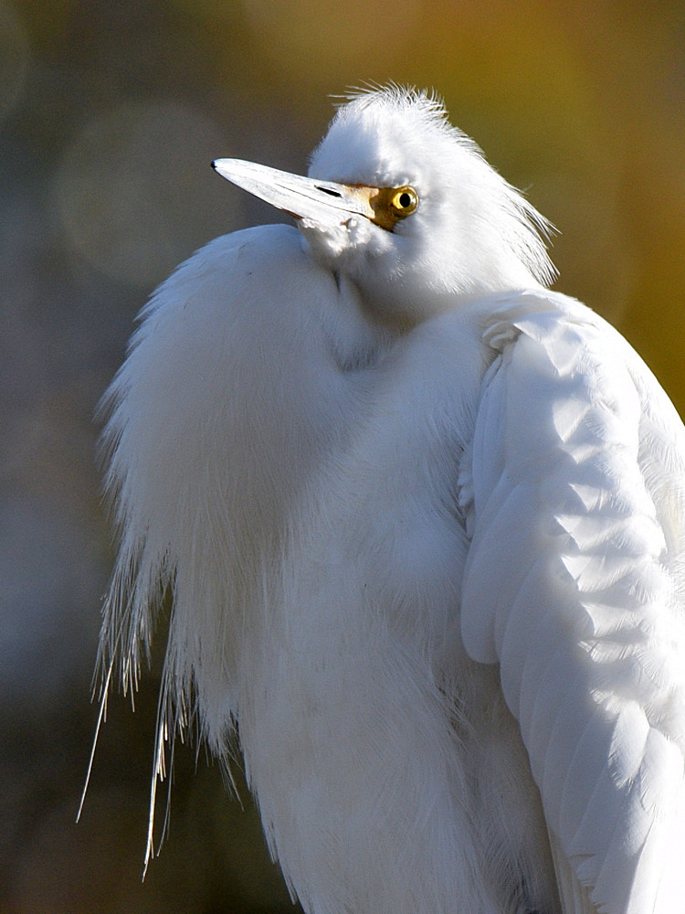 Egret4.jpg