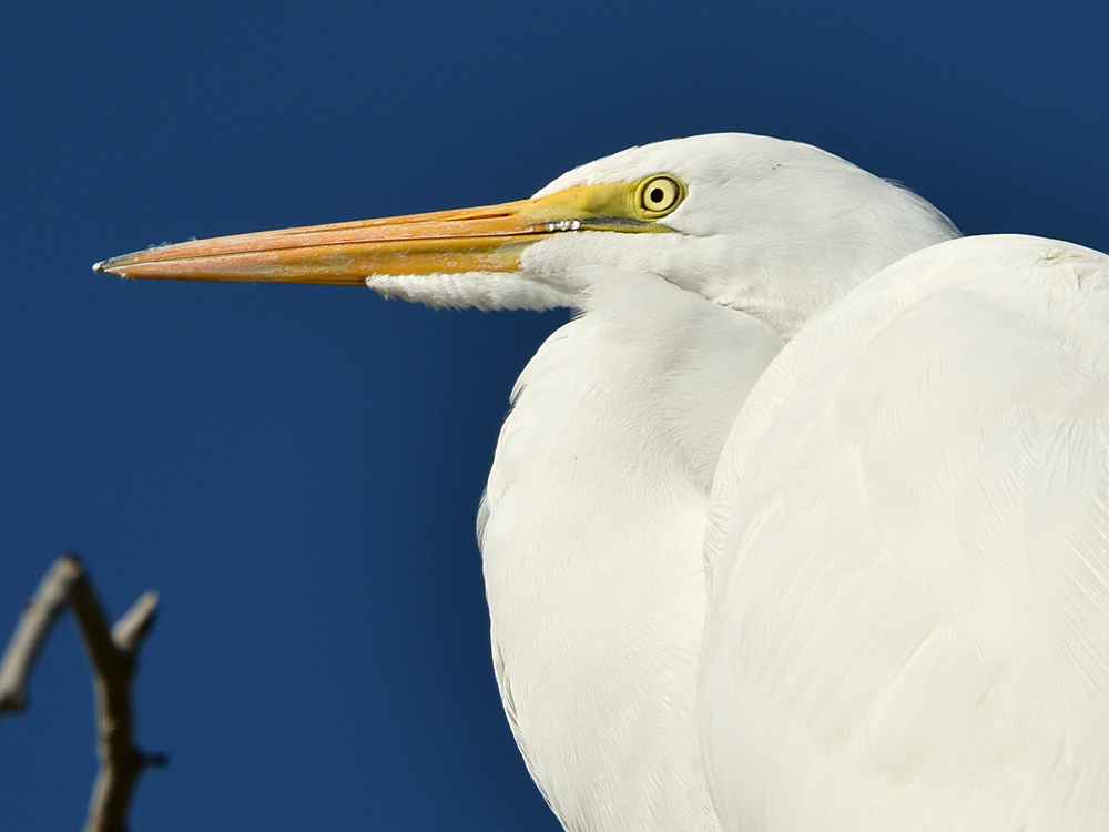 Egret4.jpg