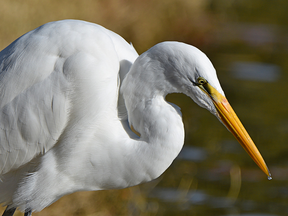 Egret4.jpg