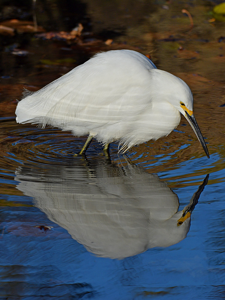 Egret4.jpg