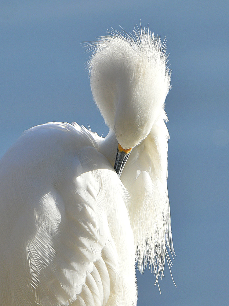 Egret4.jpg