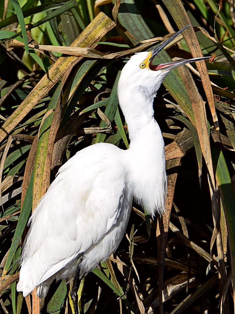 Egret4.jpg