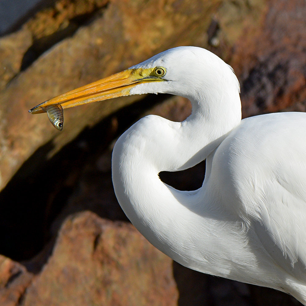 Egret4.jpg