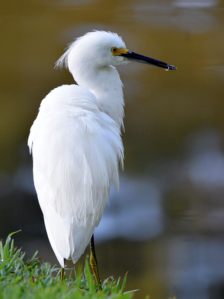 Egret4.jpg