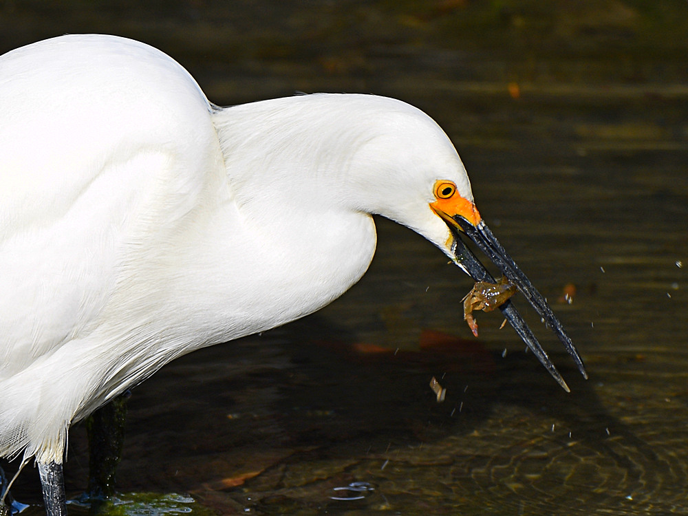 Egret4.jpg