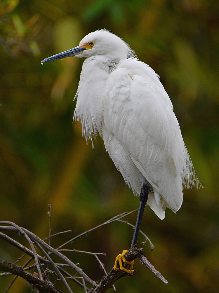 Egret4.jpg