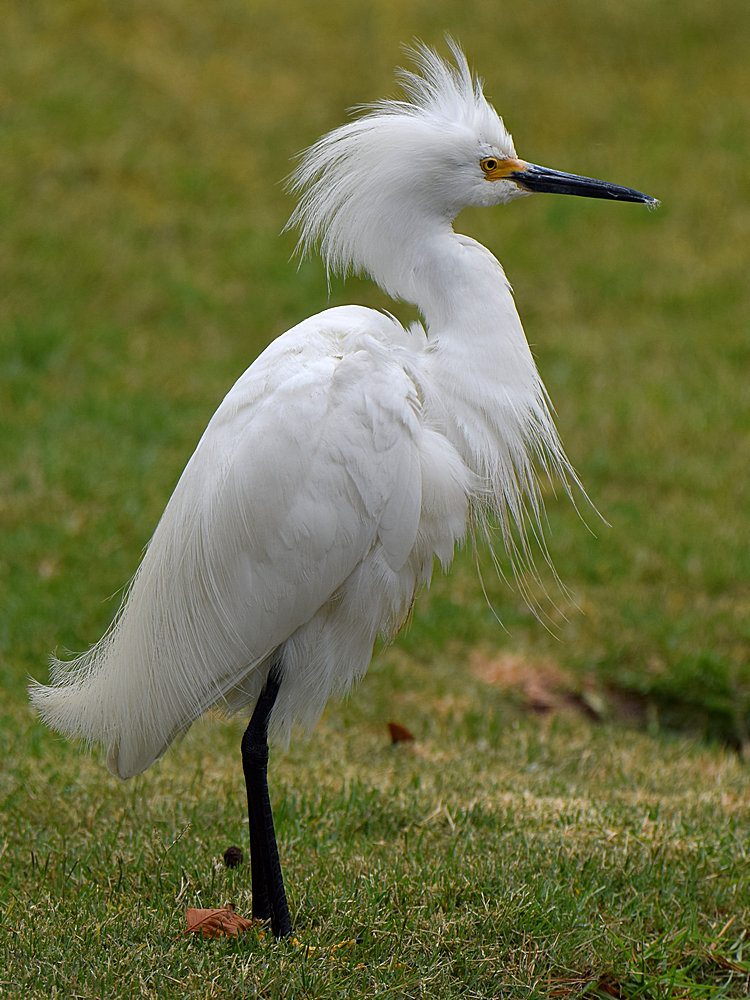 Egret4.jpg