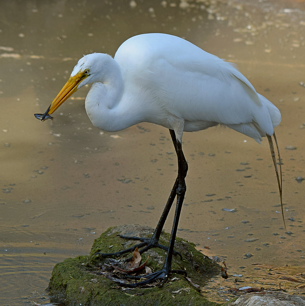 Egret4.jpg