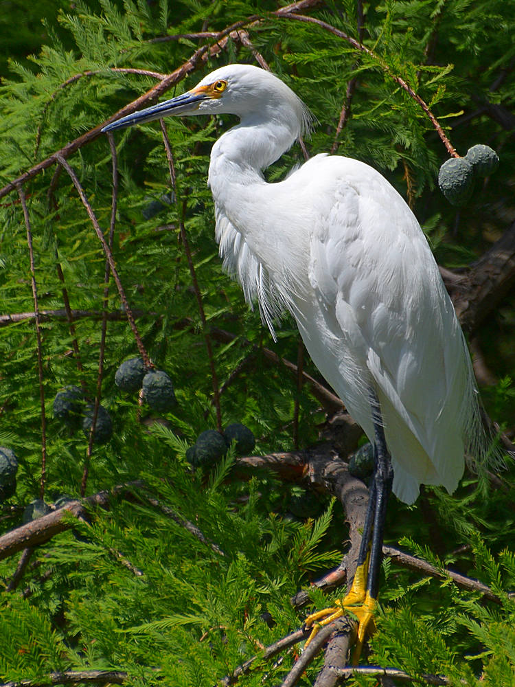 Egret4.jpg