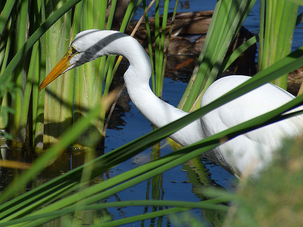 Egret4.jpg