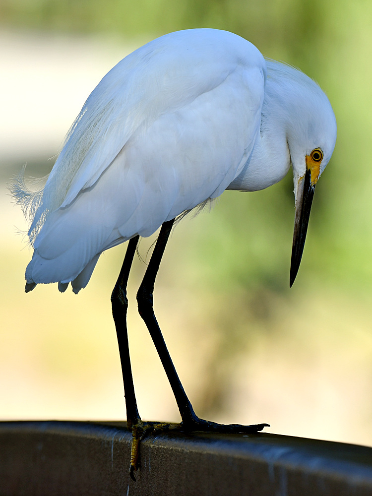 Egret4.jpg