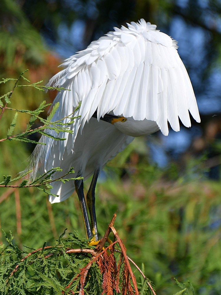 Egret4.jpg