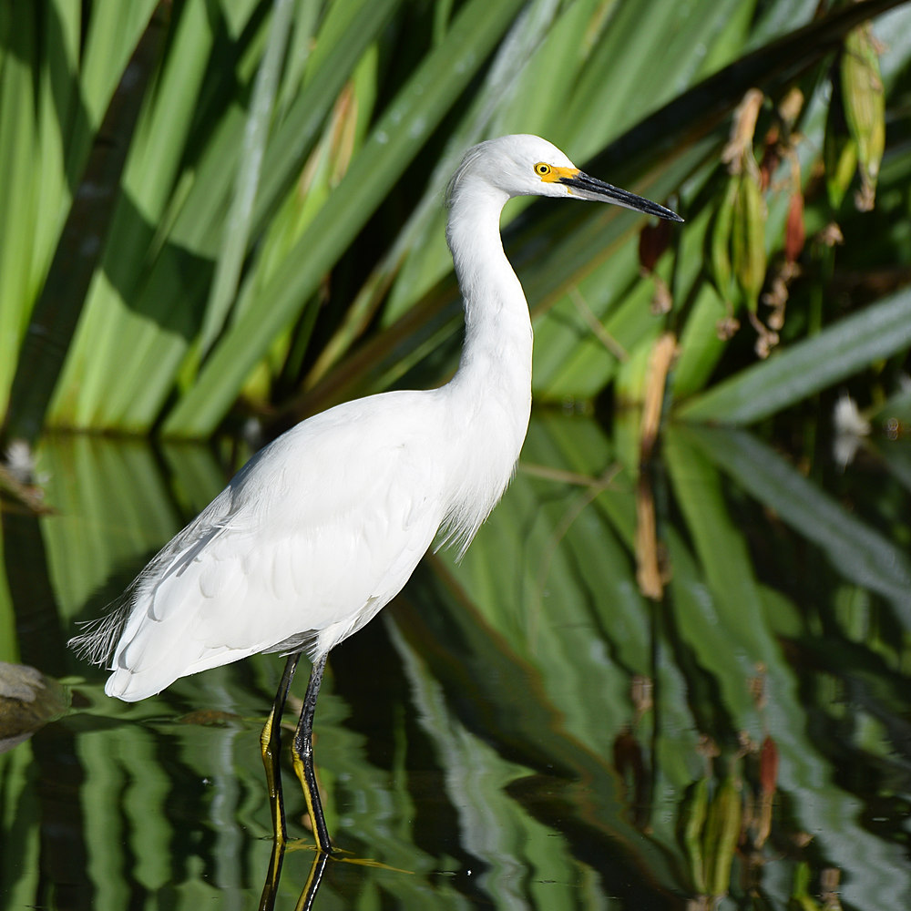 Egret4.jpg