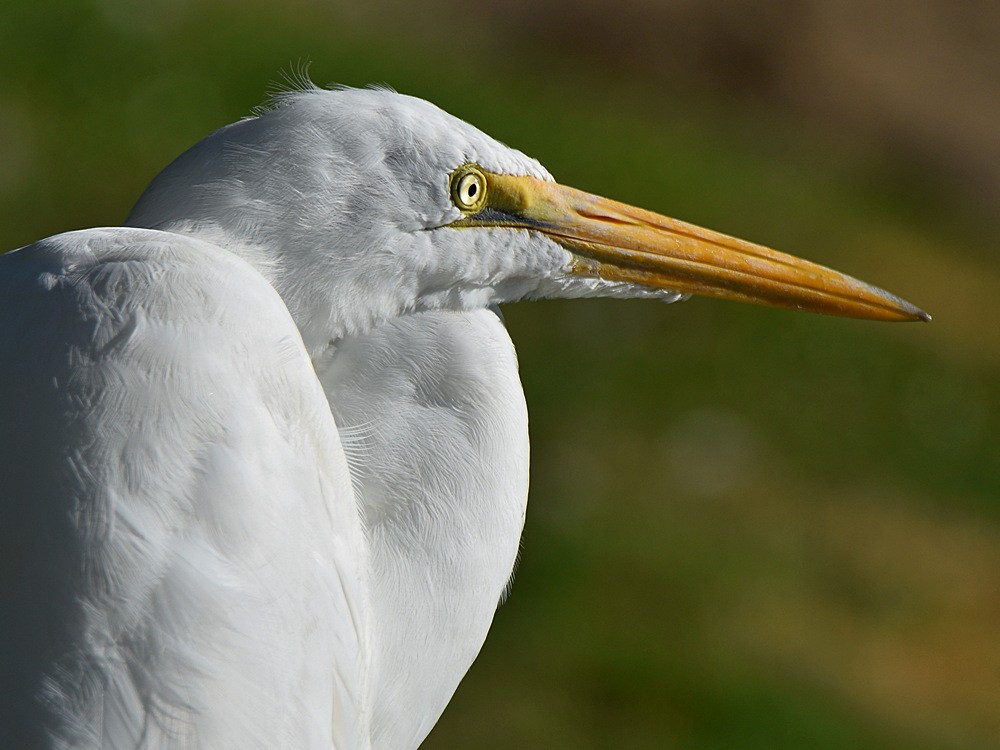 Egret4.jpg