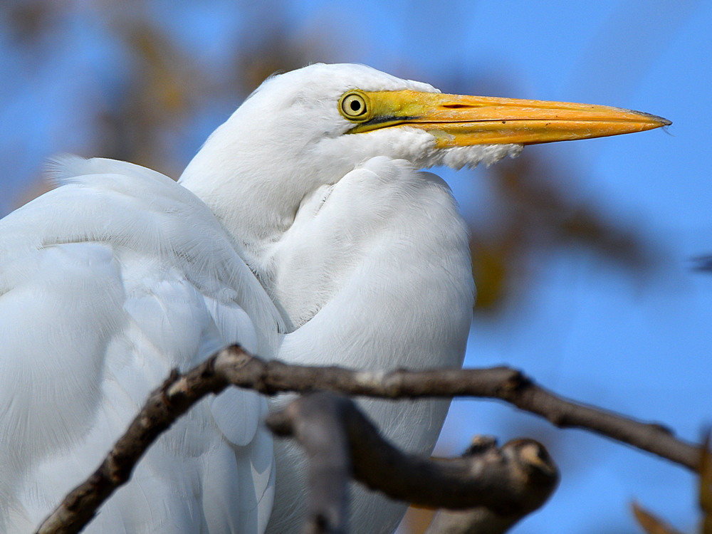 Egret4.jpg