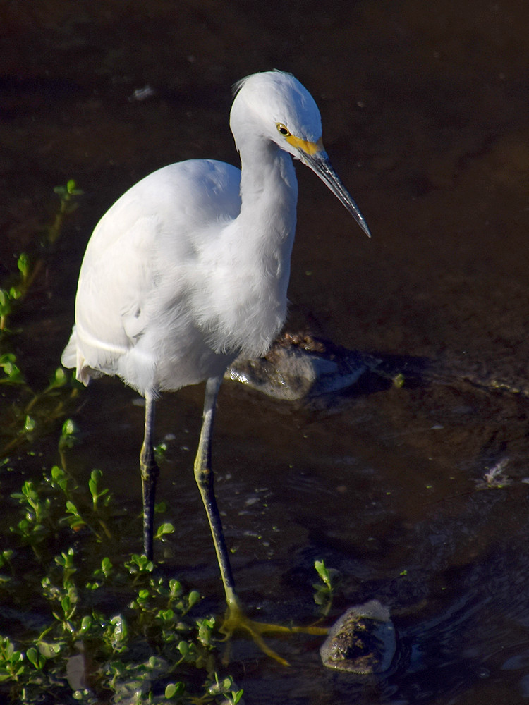 Egret4.jpg