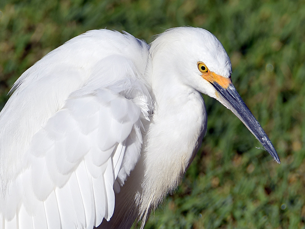 Egret4.jpg