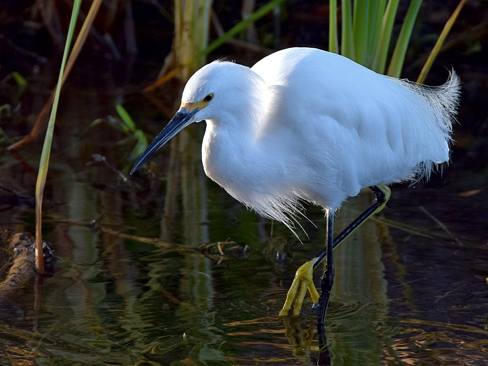 Egret4.jpg