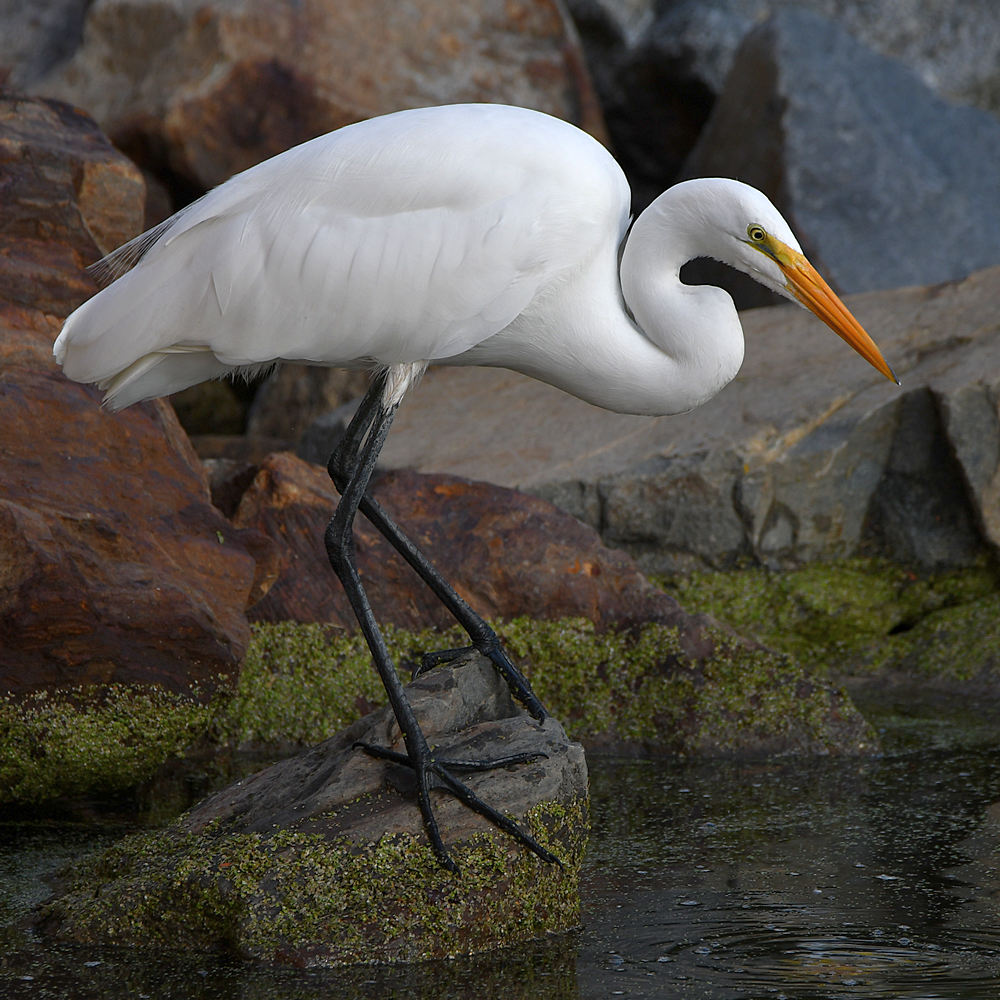 Egret4.jpg
