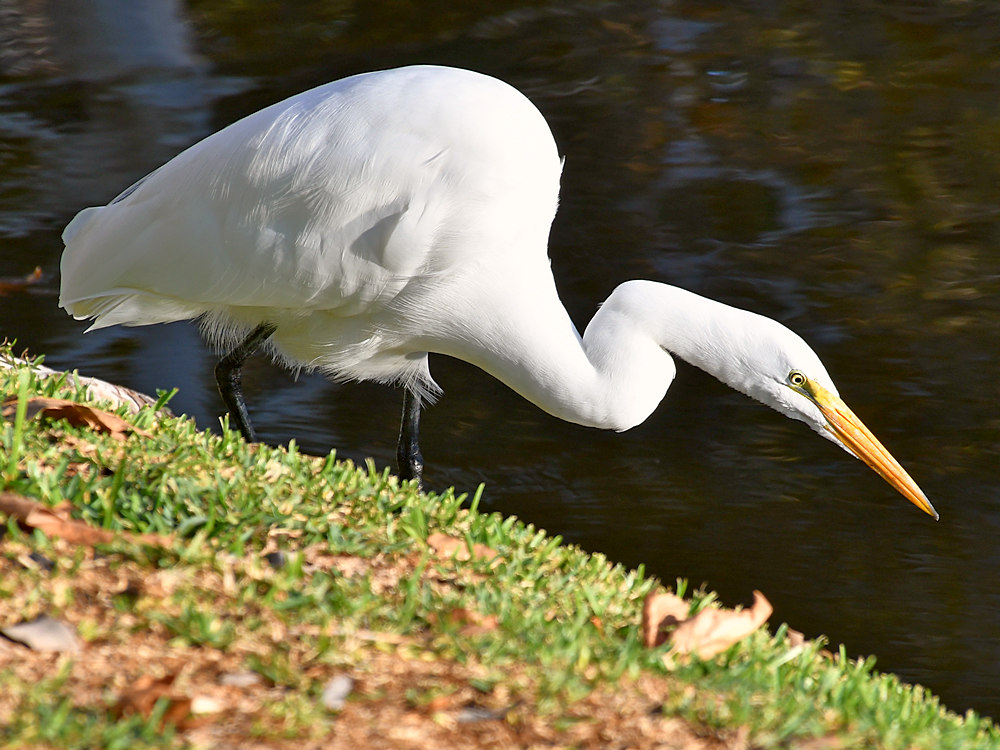 Egret4.jpg