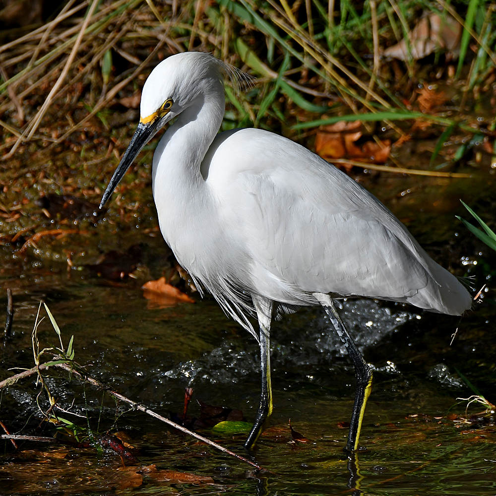 Egret4.jpg