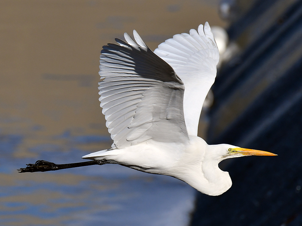Egret4.jpg