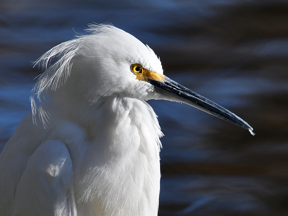 Egret4.jpg