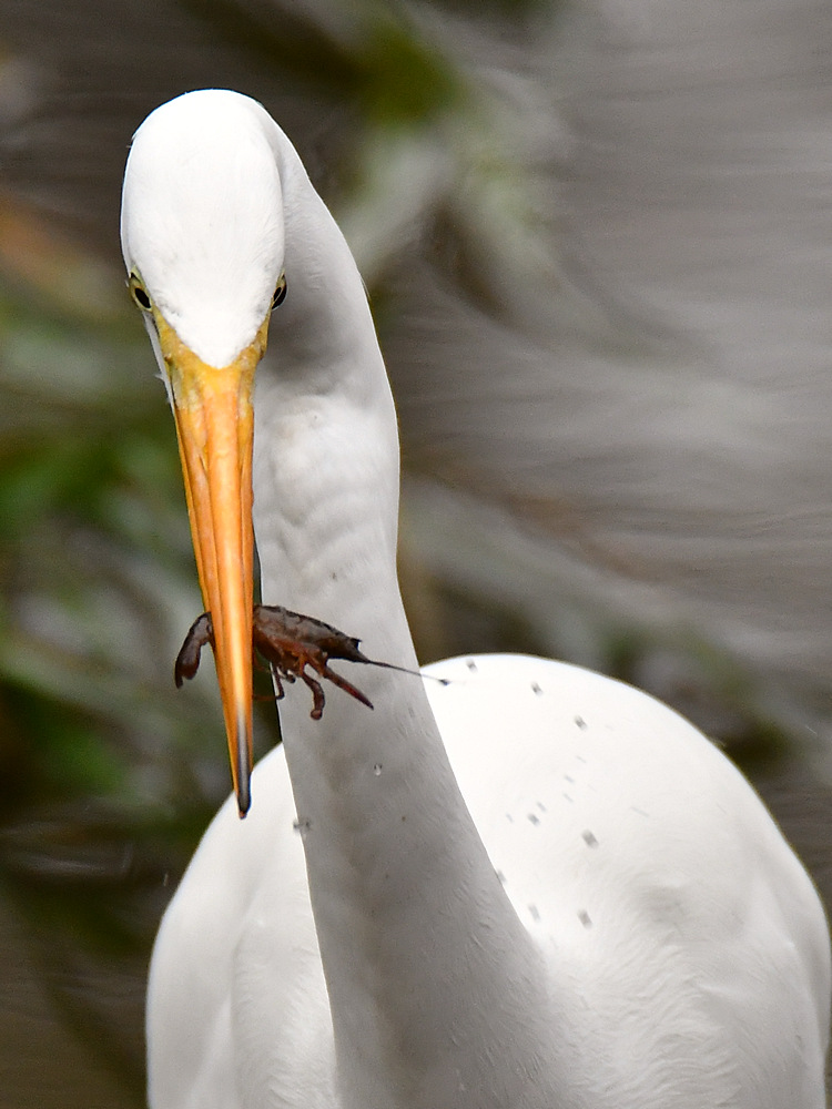 Egret4.jpg