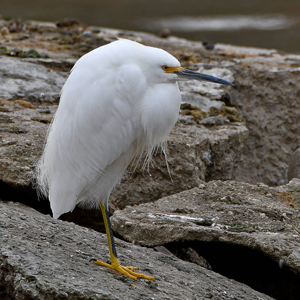Egret4.jpg