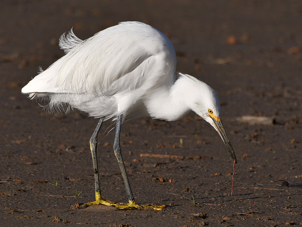 Egret4.jpg