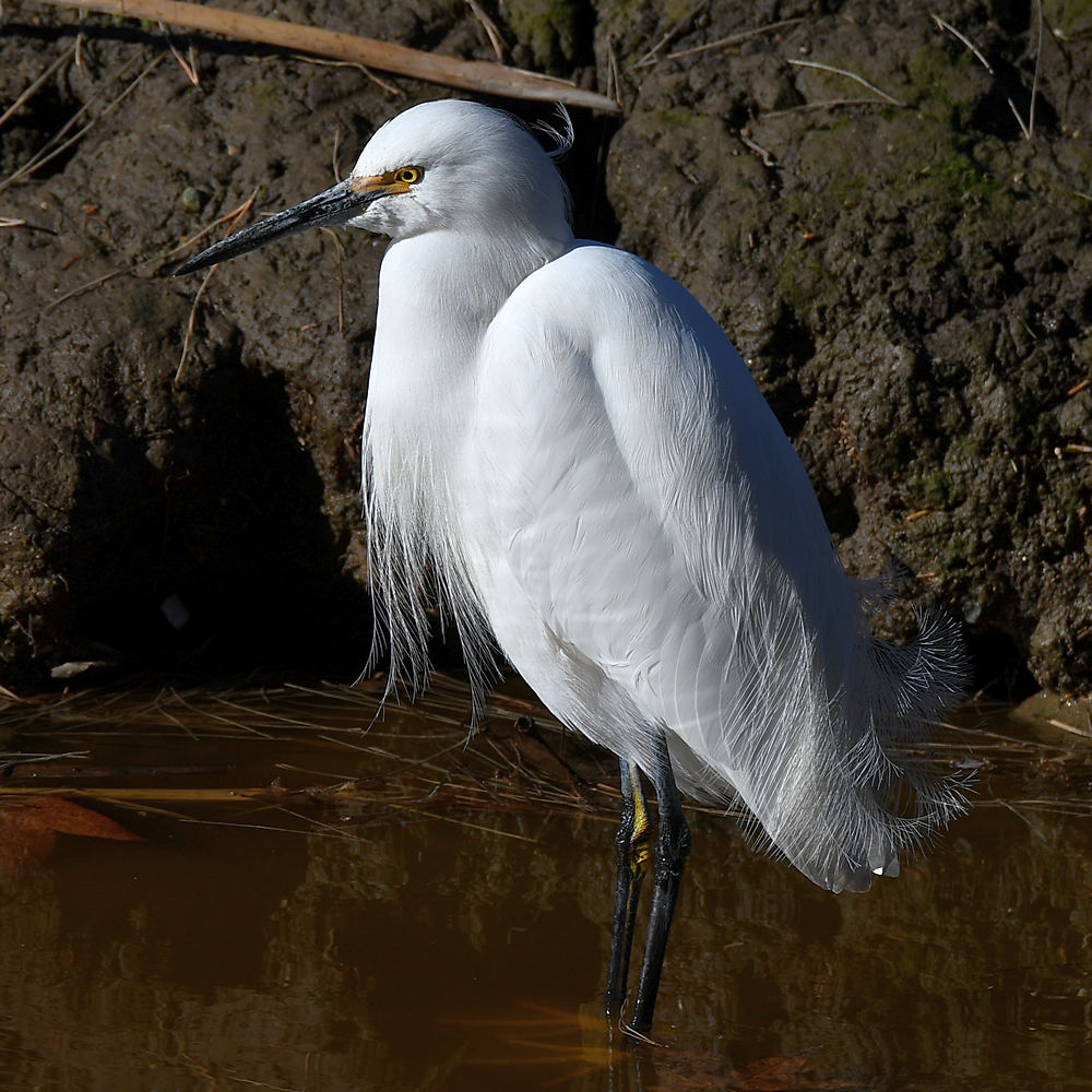 Egret4.jpg