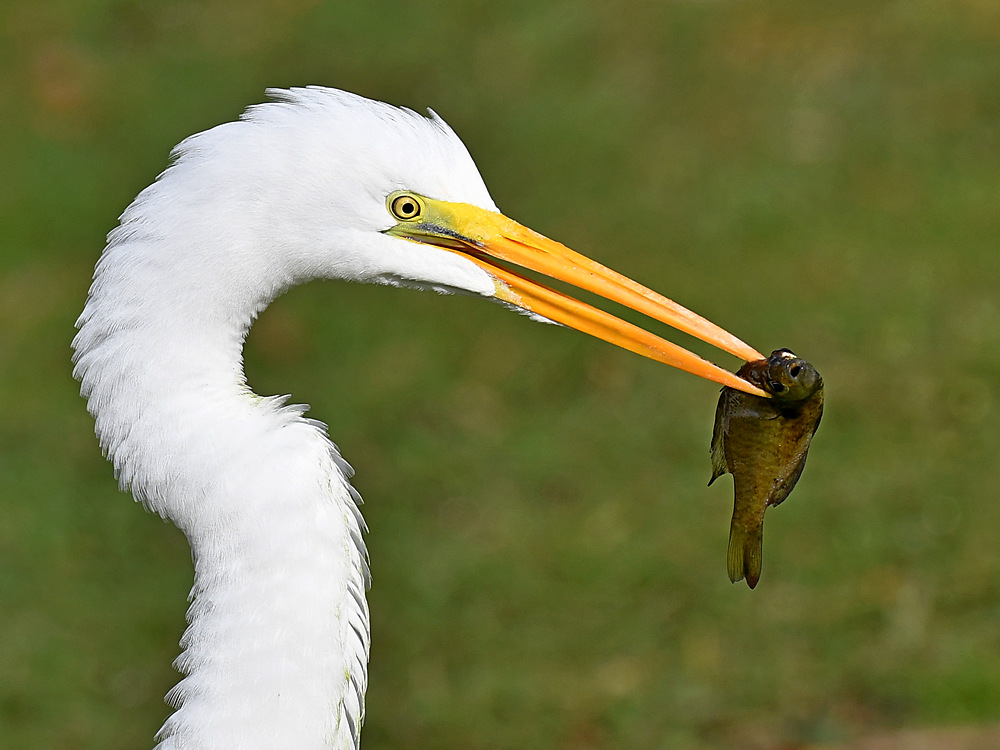 Egret4.jpg