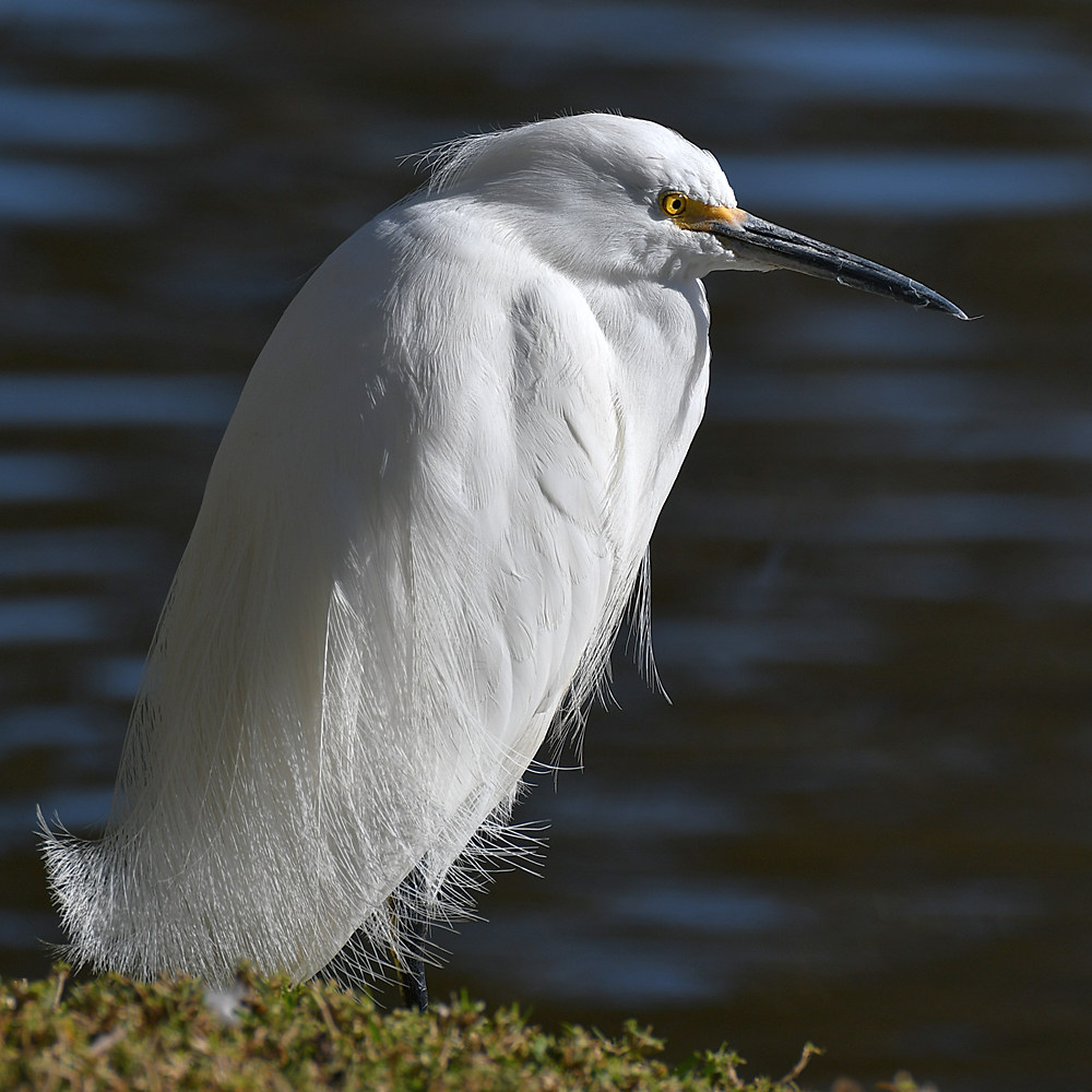 Egret4.jpg