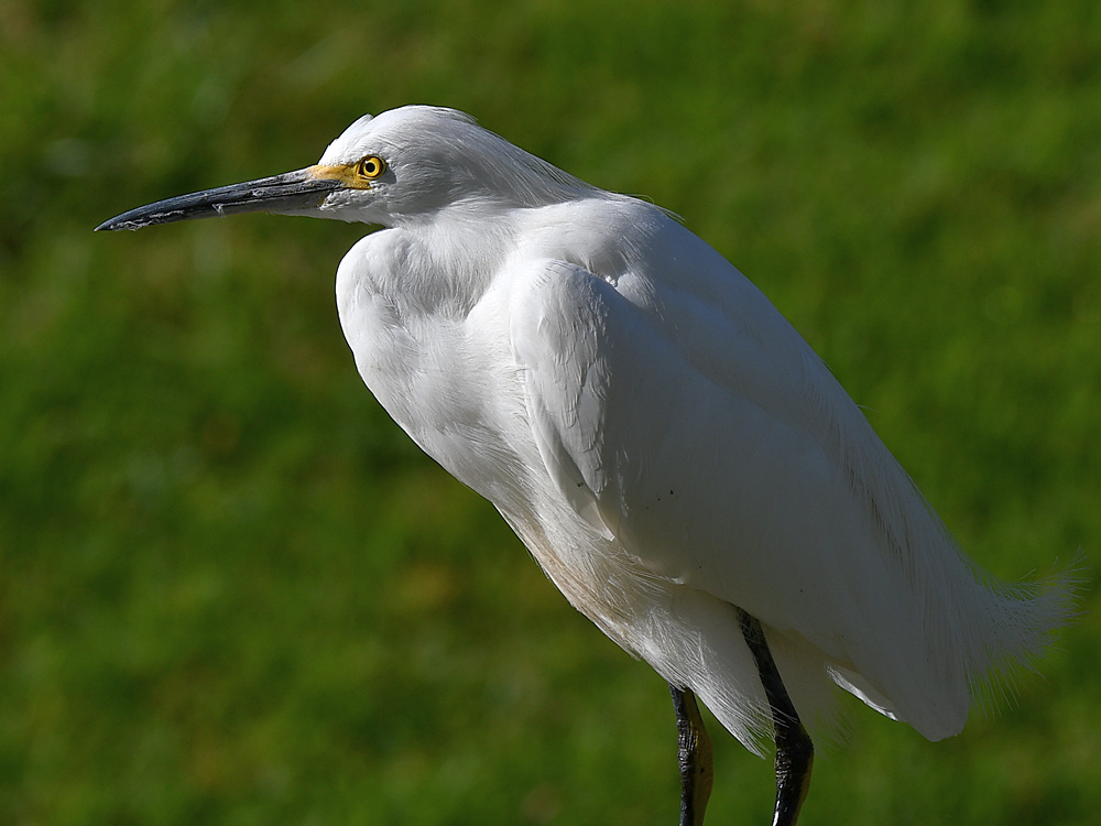 Egret4.jpg