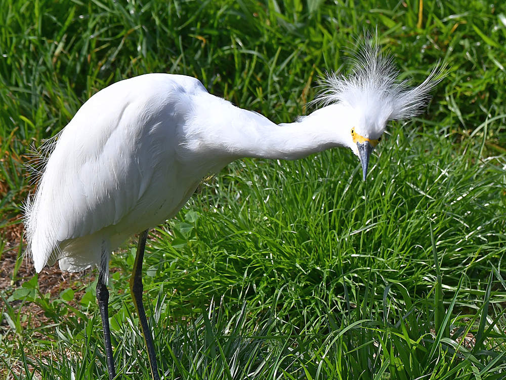 Egret4.jpg