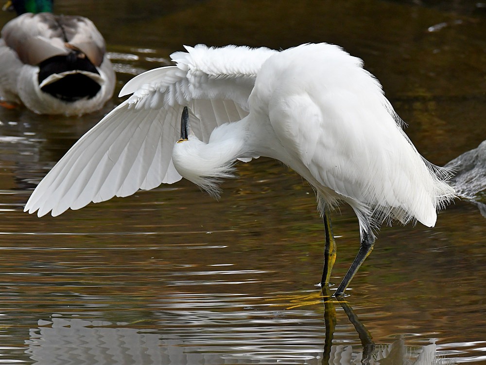 Egret4.jpg