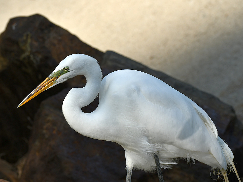 Egret4.jpg