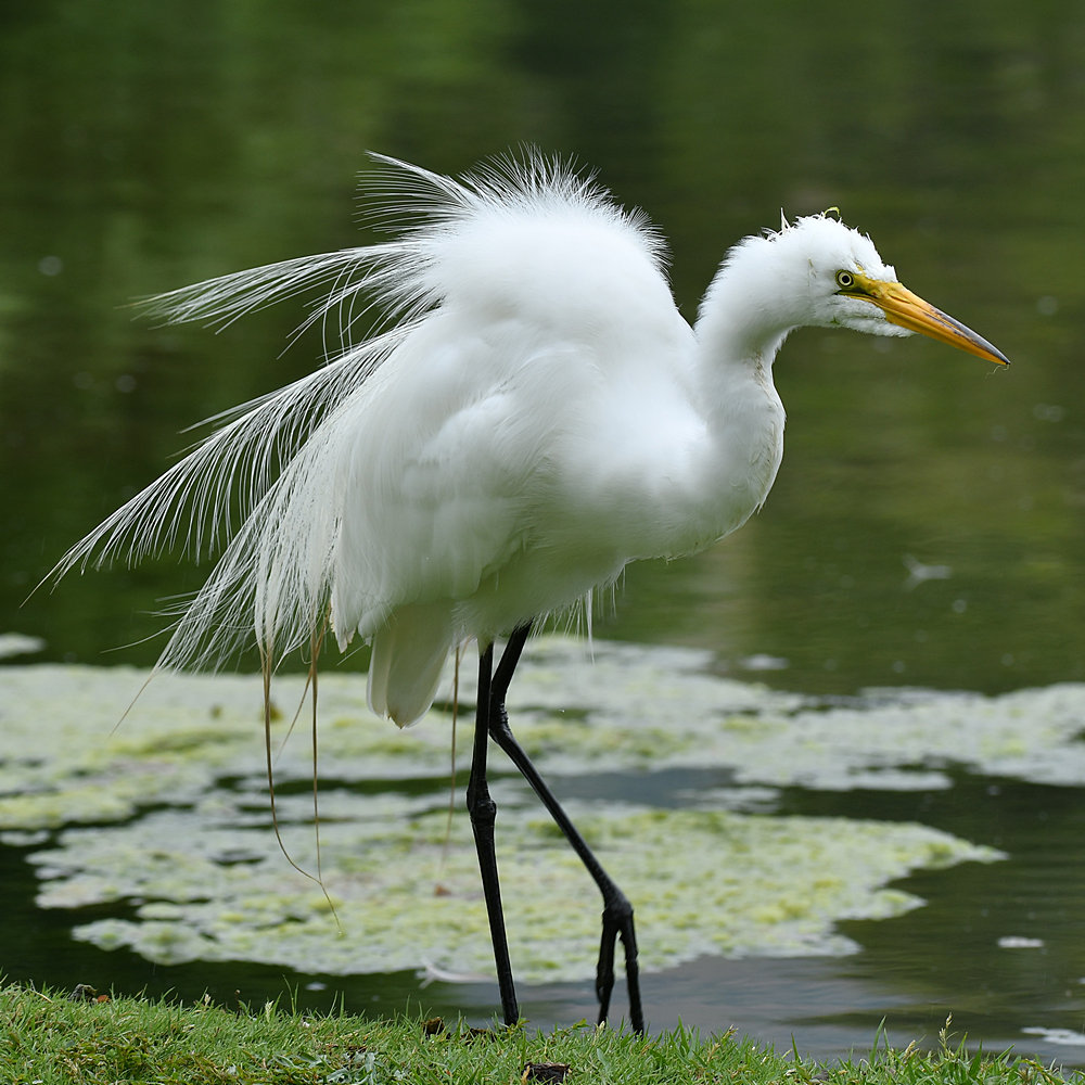 Egret4.jpg