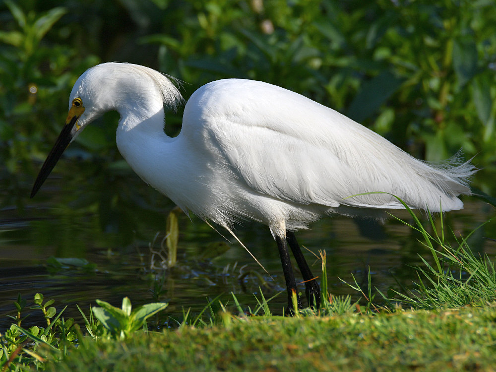 Egret4.jpg