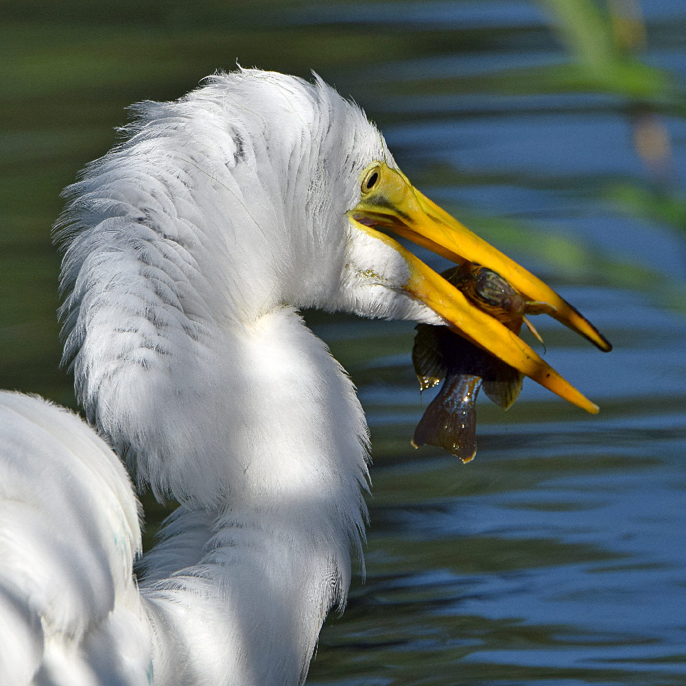 Egret4.jpg