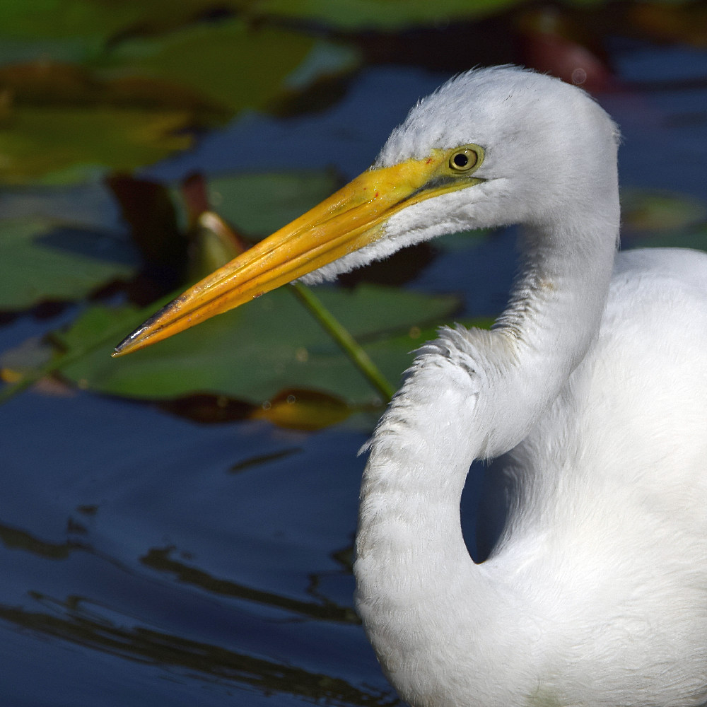 Egret4.jpg