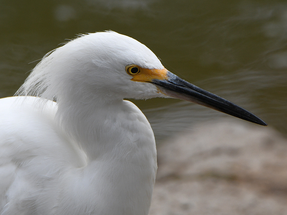 Egret4.jpg