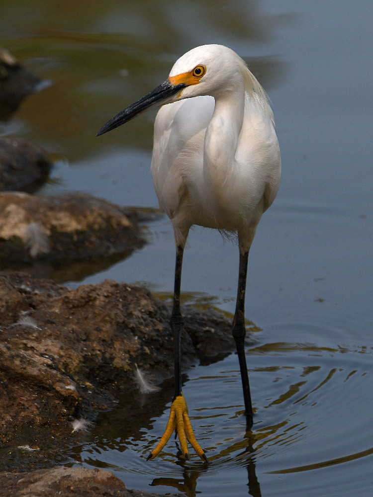Egret4.jpg