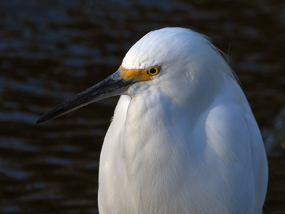 Egret4.jpg