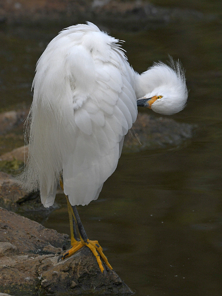 Egret4.jpg