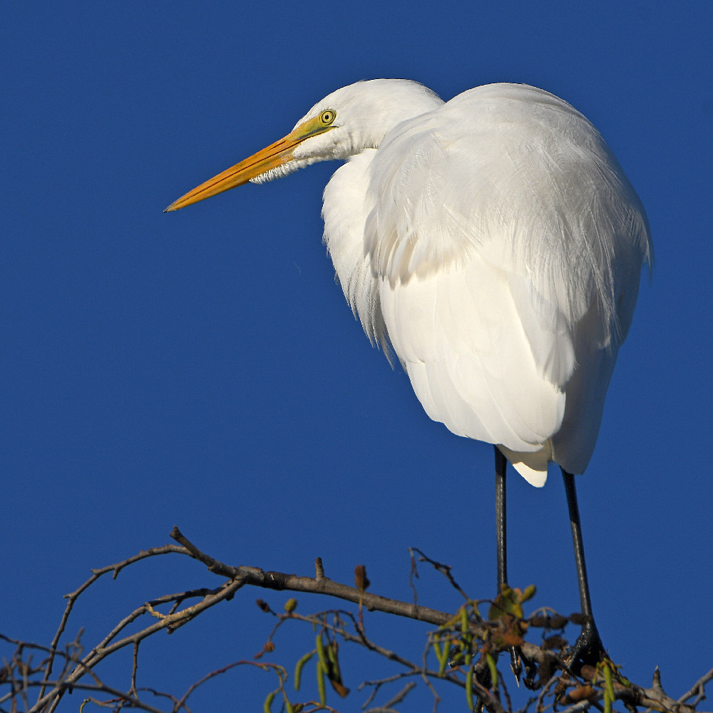 Egret4.jpg